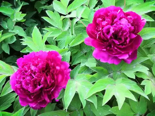 洛阳红牡丹为著名传统品种,是中原地区栽培最大的优秀花种,又名紫色