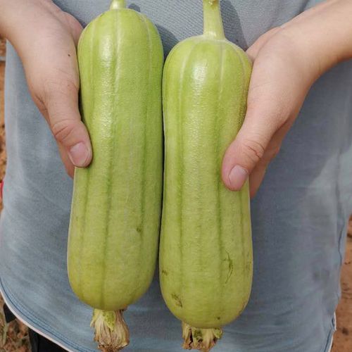 白丝瓜新鲜白玉牛奶丝瓜绿色蔬菜湘菜馆食材1-5斤 2500g【图片 价格