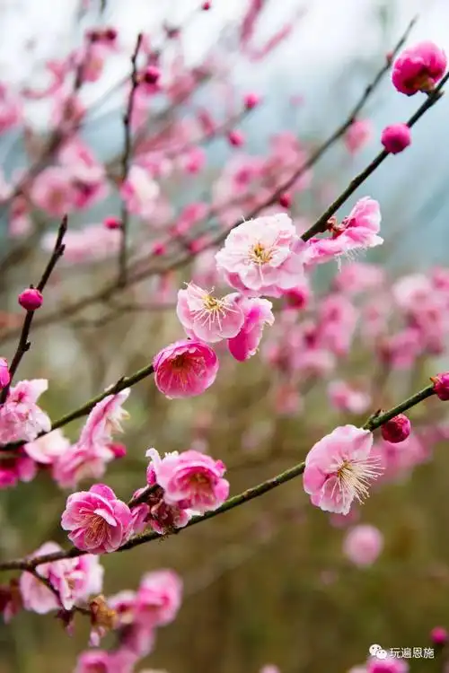 迎风傲雪的是梅花一组梅花图迎来美好的冬天