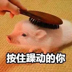 技住躁动的你qq表情包斗图表情