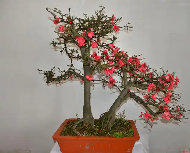 自培海棠盆景
