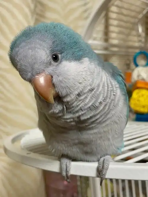 要有镜头感#宠物奇遇记  #鹦鹉  #和尚鹦鹉  #蓝和尚鹦鹉  #宠物