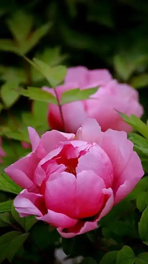 牡丹花图片大全大图高清图片欣赏(洛阳牡丹花儿开了) - 赤虎壹号