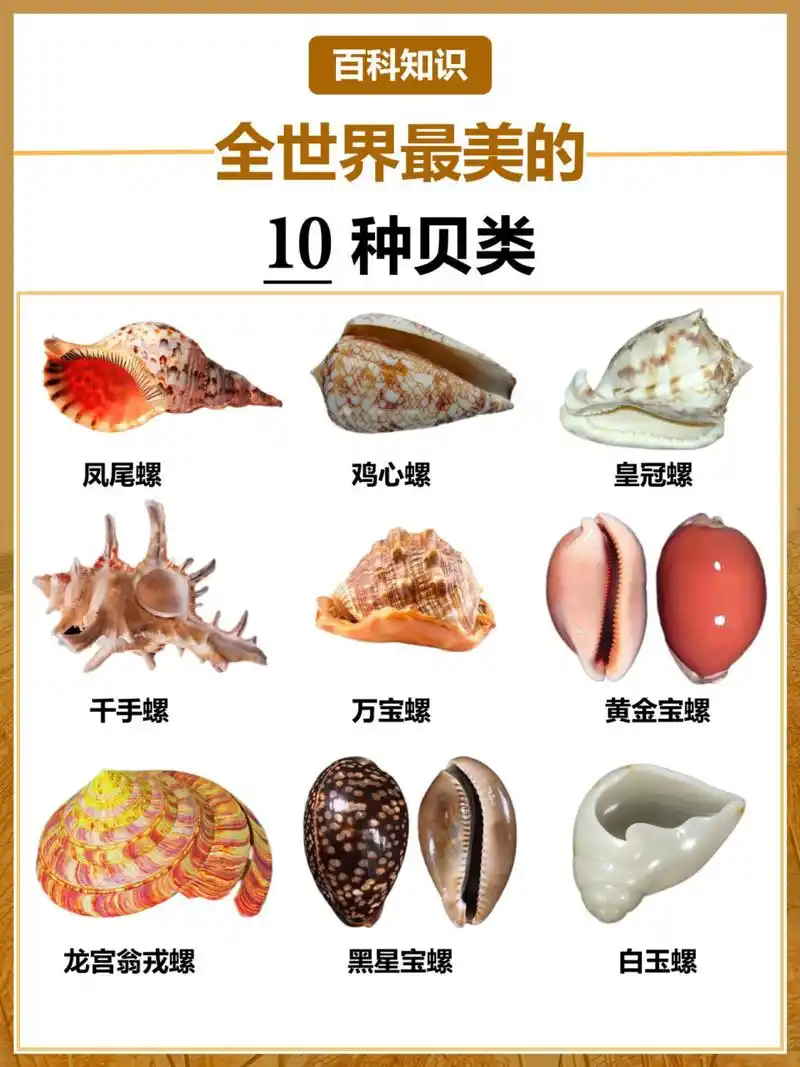 世界上最漂亮的9710种贝壳种类7515认识一下 96大海孕育着