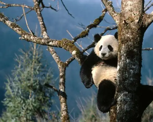 精彩动物世界壁纸8 - 1280x1024