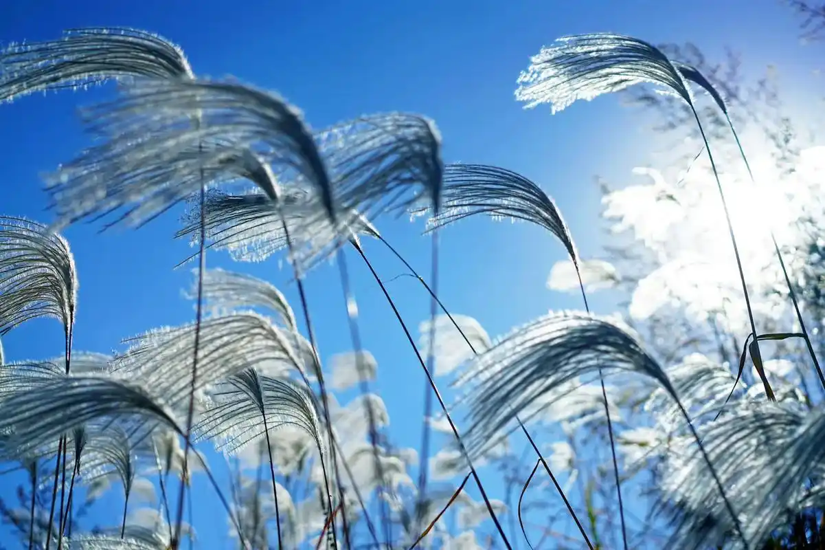 18年深秋 #落叶知秋 #秋天 #大自然 #唯美意境 #治愈 - 抖音