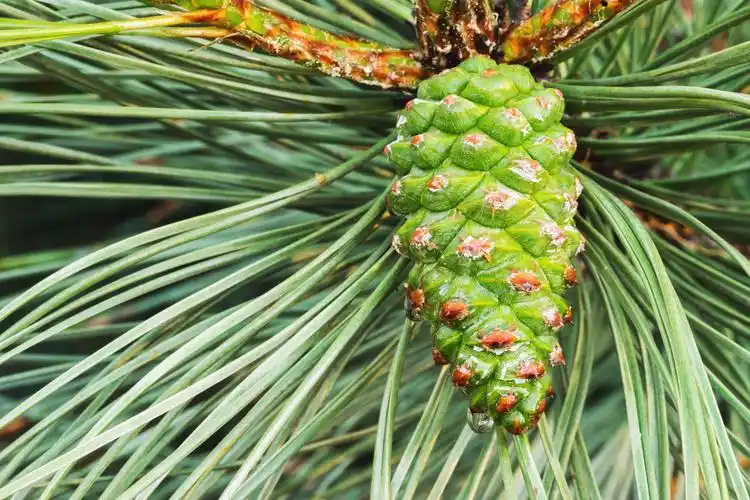 松树的果实松子图片松树松果植物果实松子