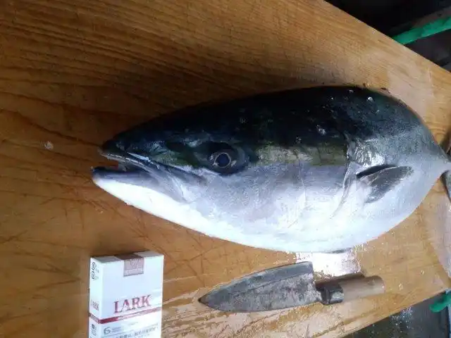 像大肥肉片子似的,这种鱼我们都习惯说是白金枪鱼,其实是剑鱼