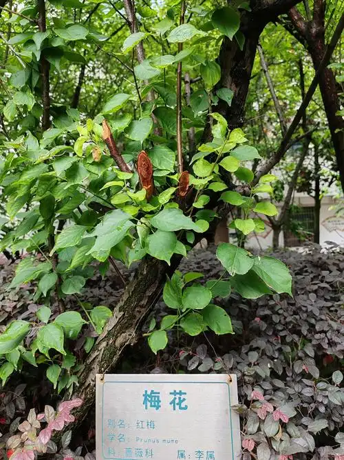 红梅在5月今天闲步花园发现一株挂牌的红梅枝繁叶茂一点也没有开花