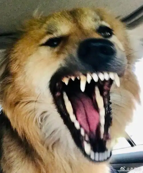 每当看到中移动,中联通,中电信,我就想起了c位那个