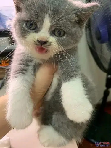 英短蓝猫蓝白