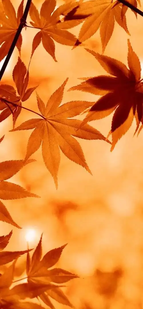 全面屏壁纸,苹果全面屏最火壁纸(超赞全面屏壁纸图片)