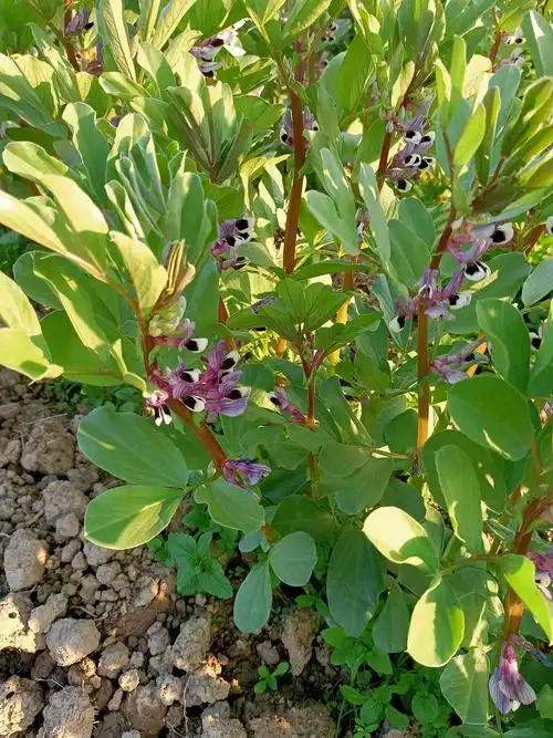 蚕豆花开的像一只只漂亮的蝴蝶,停歇在蚕豆梗上,构成一副耐看的图画.