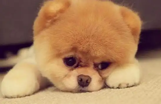 七大萌狗排名不分先后