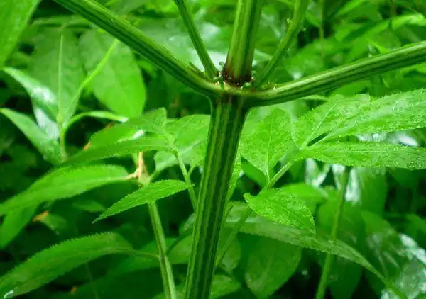 路英别名蒴藋,接骨草,排风藤,铁篱笆,臭草,苛草,英雄草,走马箭,排风草