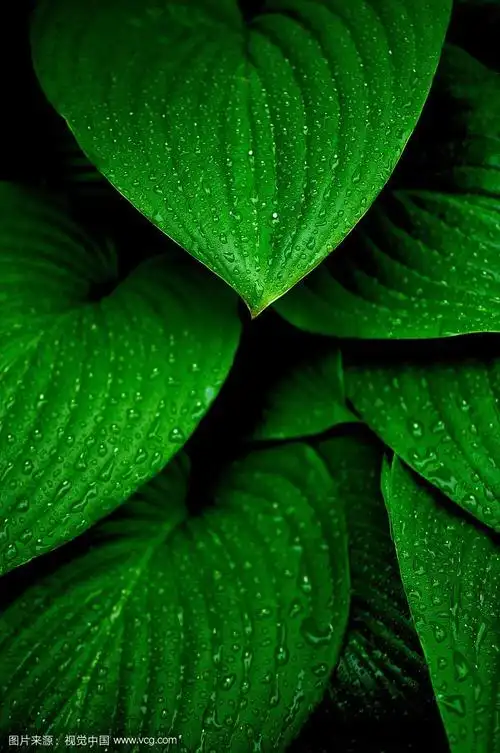 797_1200竖版 竖屏