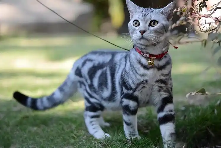 ①颜值高要知道美短猫长相特别英俊,它们体型矫健,身