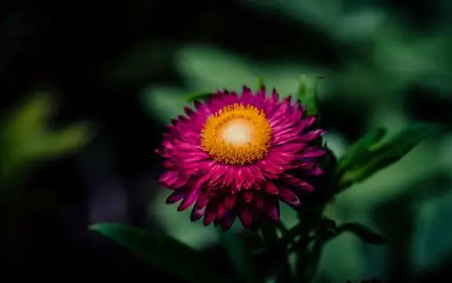 清新唯美花卉图片宽屏电脑桌面主题壁纸图片