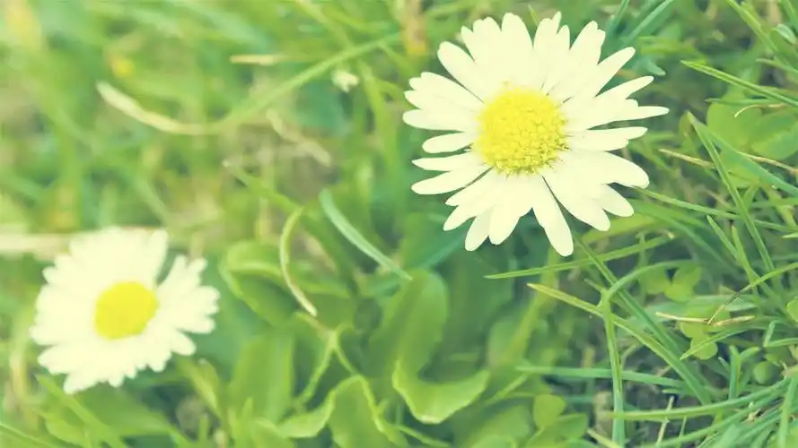 绿色风景小清新风格桌面壁纸