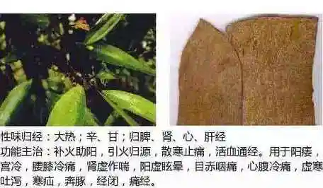 501个中草药图谱附主治功效知道一半就太牛了