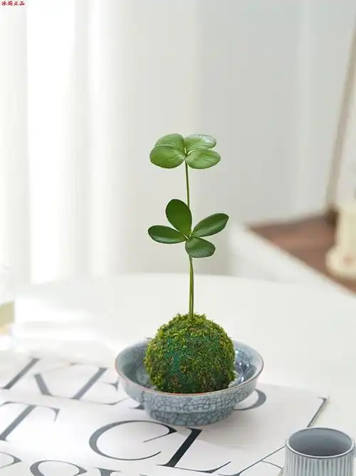 四叶草盆栽墨西哥铁苔藓球幸运草北欧风室内迷你植物办公室内小跨