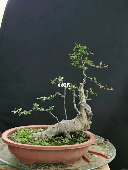 红果火棘丛林式盆景