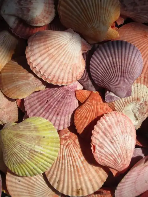 五彩斑斓的贝壳