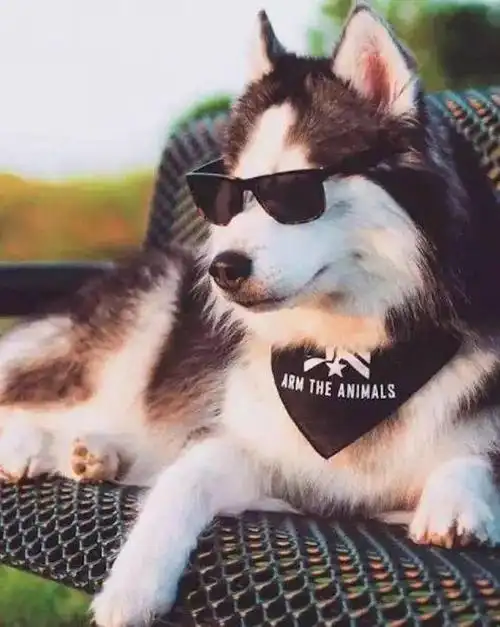 哈士奇要是认真耍起酷来到底能酷到什么程度