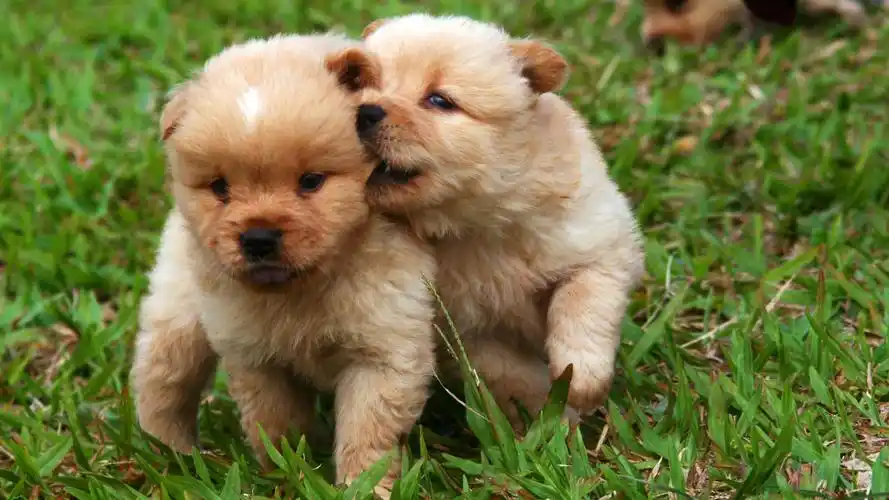 卖萌上一图集:憨态可掬十分可爱的猫咪下一图集:超级可爱的呆萌红熊猫