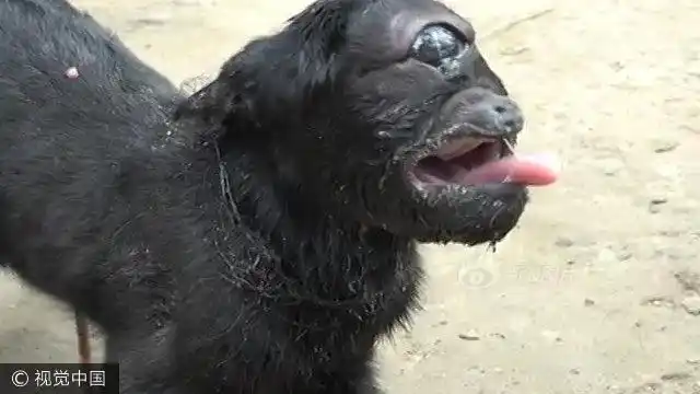 印度独眼山羊撞脸外星人 不可怕还有点萌