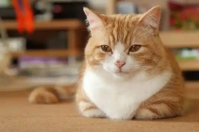 大家有没发现猫咪有时候会做起揣手的动作趴着,好像在卖萌,相当的可爱