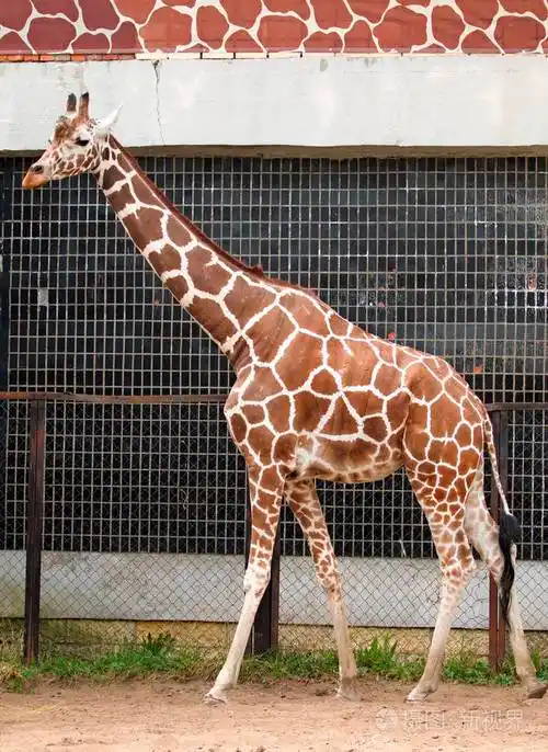 在动物园里的长颈鹿