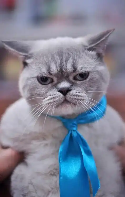 搞怪的微信图片带字可爱 搞怪的图片大全_布阁拉