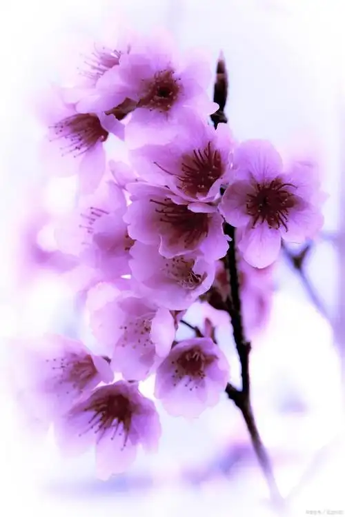 桃花是春季中的一道美丽风景线,桃花的颜色有红色,粉色,白色,黄色,淡