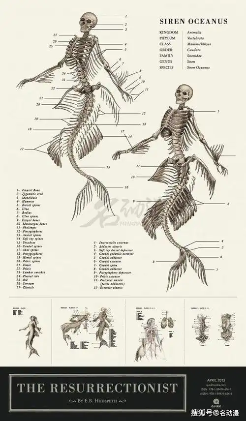 常见的美人鱼插画