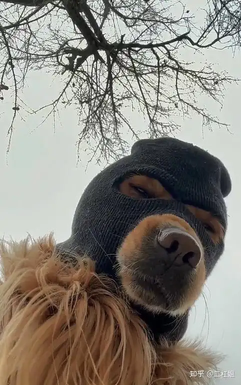 你看过哪些让人笑喷的搞笑图片五