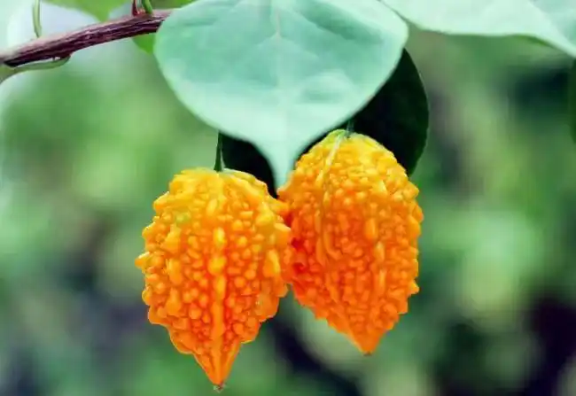 常见的水果种类100种(100多种罕见水果欣赏)