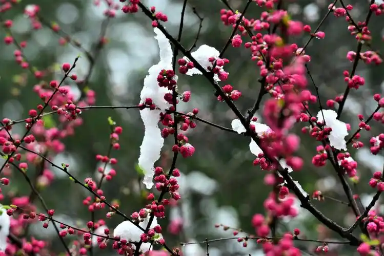 北京植物园里的梅花和雪