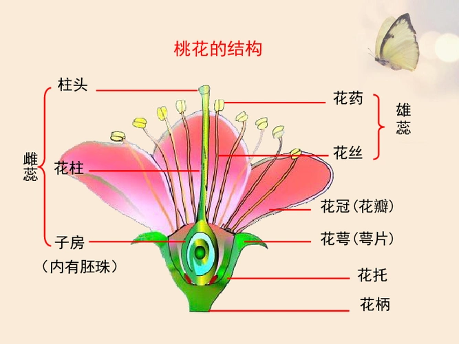济南版八年级上册第一节花的结构和类型课件30张ppt