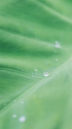 唯美清新绿色的大自然