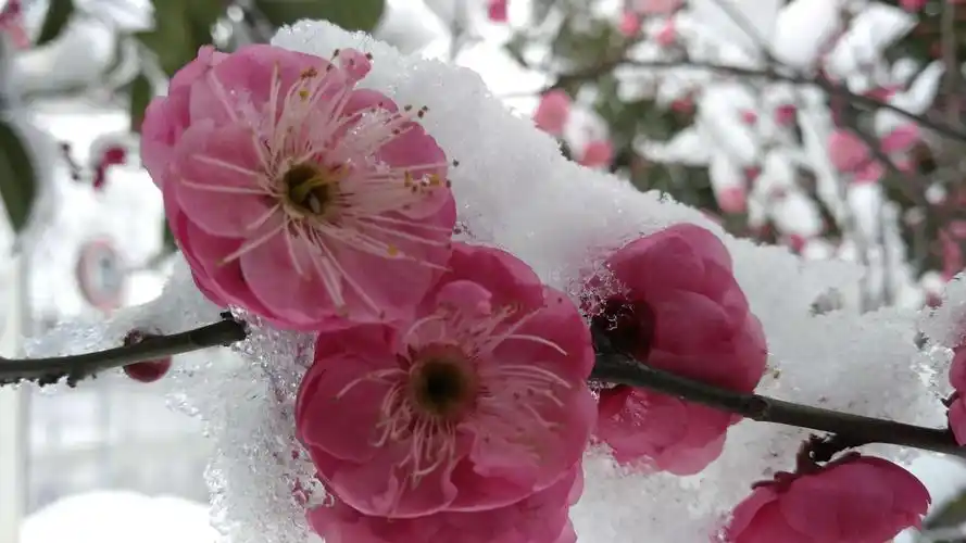 凌霜斗雪梅花颂