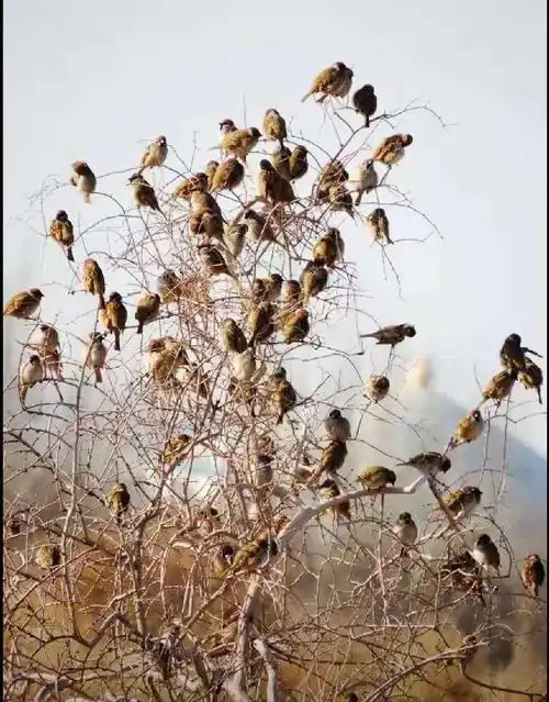 鹊雀图……宁金祥摄制