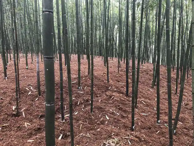 咸宁这里有答案|桂花村|种植|雷竹笋|毛竹_网易订阅