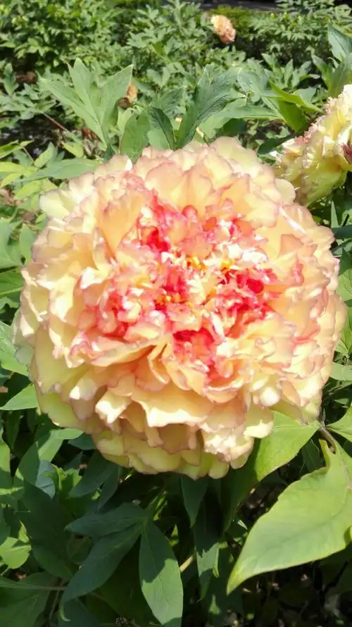 洛阳中国国花园 观尝牡丹花(1)