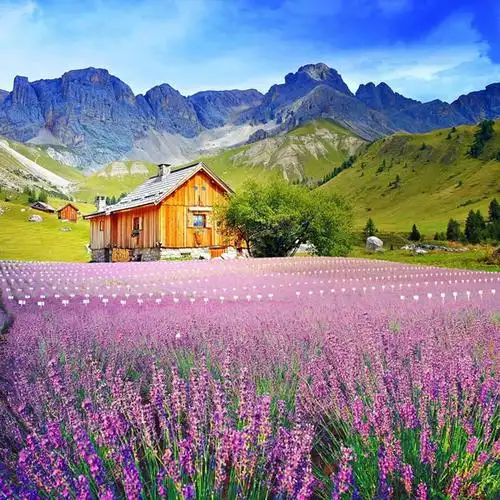 紫色薰衣草田园头像