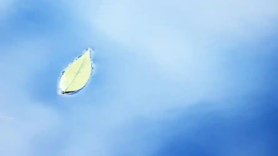 3 照片一片绿叶浮于水,浪漫的绿叶照片 - 1920x1080 壁纸 下载