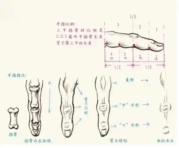 画好速写一定要理解手指结构