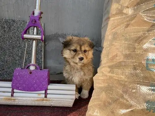 在家门口赖着不走的狗狗