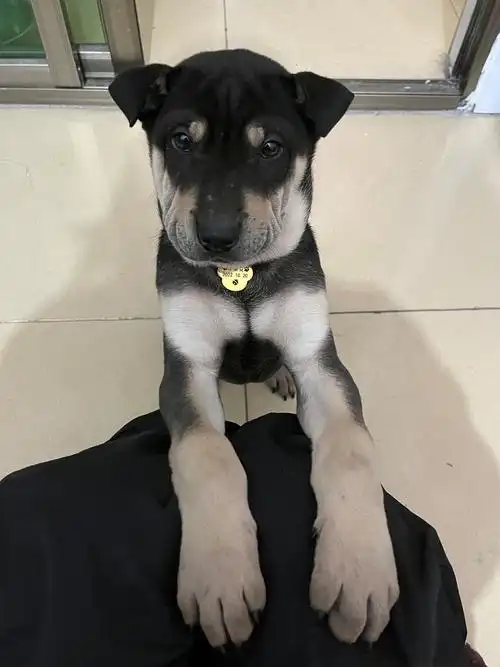 广州出租屋婆婆要把我的狗送人