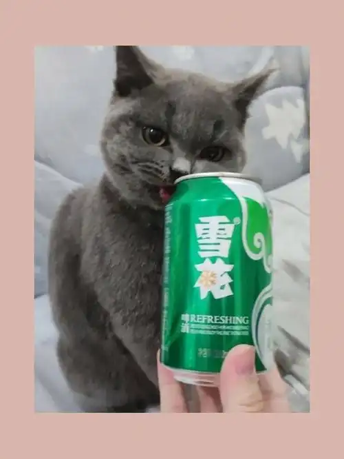 一猫饮酒